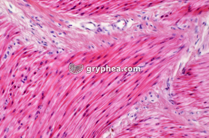 Fibres musculaires lisses x100 - gryphea.org